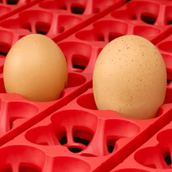 Couveuse Semi-automatique Digitale Poule ET 49 Capacité 49 œufs - River Systems 15 Couveuse Semi-automatique Digitale Poule ET 49 Capacité 49 œufs - River Systems -Poulailler Série Magasin 549 incubatrice digitale et 49 uova grandi