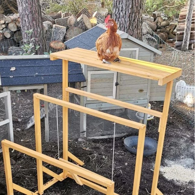 Aire De Jeux En Bois Pour Poule Avec Balançoire 7 Aire De Jeux En Bois Pour Poule Avec Balançoire – Image 5