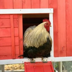 Poulailler Ardennais 6 à 8 Poules Toit Shingle 20 Poulailler Ardennais 6 à 8 Poules Toit Shingle -Poulailler Série Magasin coq dans poulailler ardennais