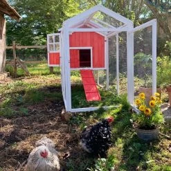 Poulailler Ardennais 6 à 8 Poules Toit Shingle 18 Poulailler Ardennais 6 à 8 Poules Toit Shingle -Poulailler Série Magasin coq devant poulailler ardennais 2