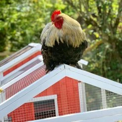 Poulailler Ardennais 6 à 8 Poules Toit Shingle 21 Poulailler Ardennais 6 à 8 Poules Toit Shingle -Poulailler Série Magasin coq perche sur poulailler ardennais