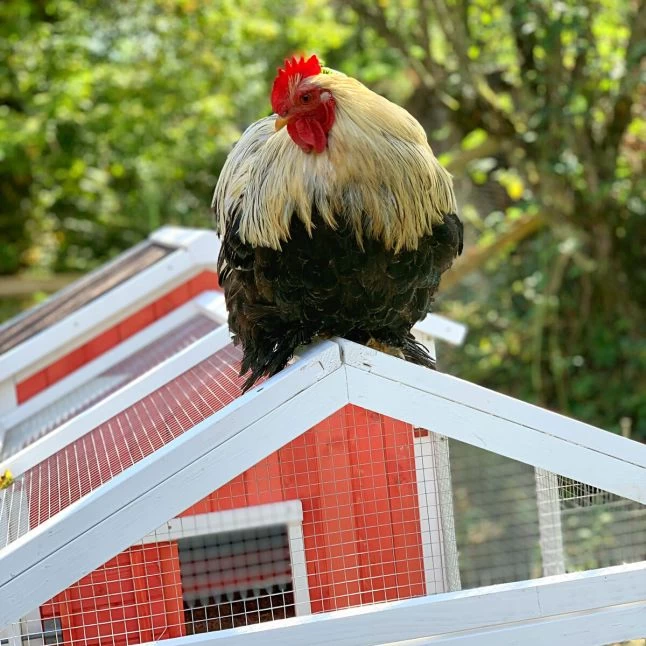 Poulailler Ardennais 6 à 8 Poules Toit Shingle 10 Poulailler Ardennais 6 à 8 Poules Toit Shingle – Image 8