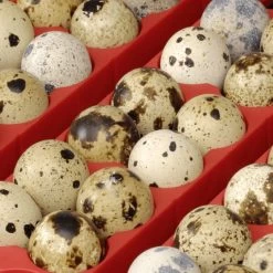 Couveuse Automatique Digitale Poule ET 12 Capacité 12 œufs - River Systems 14 Couveuse Automatique Digitale Poule ET 12 Capacité 12 œufs - River Systems -Poulailler Série Magasin couveuse automatique digitale et river systems grille oeufs caille