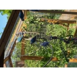 Grand Parc Grillagé Pour Poulailler Vorwerk 15 Grand Parc Grillagé Pour Poulailler Vorwerk -Poulailler Série Magasin extension poulailler gournay ame2