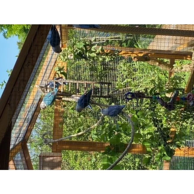 Grand Parc Grillagé Pour Poulailler Vorwerk 9 Grand Parc Grillagé Pour Poulailler Vorwerk – Image 7