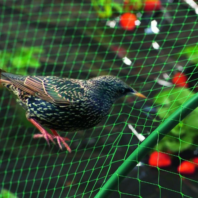 Filet De Protection Oiseaux Pour Poulailler Vert Birdnet 5x5m - Nortene 4 Filet De Protection Oiseaux Pour Poulailler Vert Birdnet 5x5m - Nortene – Image 2