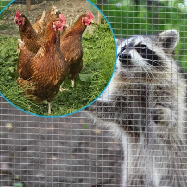 Grillage Poulailler Galvanisé Maille Fine Carrée Fensanet 10m X 1m épaisseur 0,8 Mm - Nortene 4 Grillage Poulailler Galvanisé Maille Fine Carrée Fensanet 10m X 1m épaisseur 0,8 Mm - Nortene – Image 2