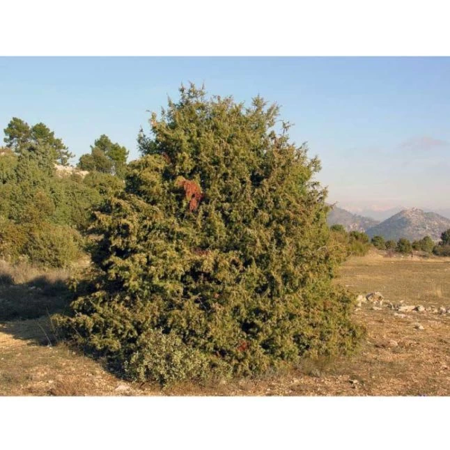 Huile De Cade Pure Poule 1L - Oléobois 4 Huile De Cade Pure Poule 1L - Oléobois – Image 2