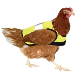Gilet De Protection Pour Poule Réfléchissant - Gaun 5 Gilet De Protection Pour Poule Réfléchissant - Gaun -Poulailler Série Magasin lm 7817143d7fbadfa4693b9eec507d9d374431698737355
