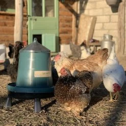 Gaun Mangeoire Poule à Pieds En Plastique Recyclé Eco 8Kg 15 Gaun Mangeoire Poule à Pieds En Plastique Recyclé Eco 8Kg -Poulailler Série Magasin mangeoire poule plastique recycl 8kg avec beaucoup de poules