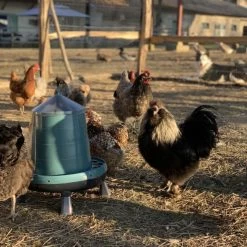 Gaun Mangeoire Poule à Pieds En Plastique Recyclé Eco 8Kg 16 Gaun Mangeoire Poule à Pieds En Plastique Recyclé Eco 8Kg -Poulailler Série Magasin mangeoire poule plastique recycl 8kg avec poules