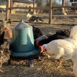 Gaun Mangeoire Poule à Pieds En Plastique Recyclé Eco 8Kg 17 Gaun Mangeoire Poule à Pieds En Plastique Recyclé Eco 8Kg -Poulailler Série Magasin mangeoire poule plastique recycl 8kg avec poules qui picorent
