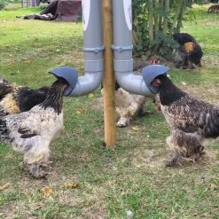 Mangeoire Pour Poule En Plastique Tube Gris 7kg Prima 2 - Evena 16 Mangeoire Pour Poule En Plastique Tube Gris 7kg Prima 2 - Evena -Poulailler Série Magasin mangeoire poule plastique tube gris avec poules