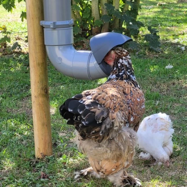 Mangeoire Pour Poule En Plastique Tube Gris 7kg Prima 2 - Evena 8 Mangeoire Pour Poule En Plastique Tube Gris 7kg Prima 2 - Evena – Image 6