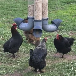 Mangeoire Pour Poule En Plastique Gris Tube Transparent 7kg Prima - Evena 20 Mangeoire Pour Poule En Plastique Gris Tube Transparent 7kg Prima - Evena -Poulailler Série Magasin mangeoire poule plastique tube transparent avec poules