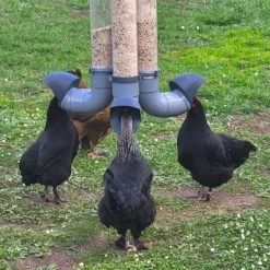 Mangeoire Pour Poule En Plastique Gris Tube Transparent 7kg Prima - Evena 21 Mangeoire Pour Poule En Plastique Gris Tube Transparent 7kg Prima - Evena -Poulailler Série Magasin mangeoire poule plastique tube transparent avec poules en action