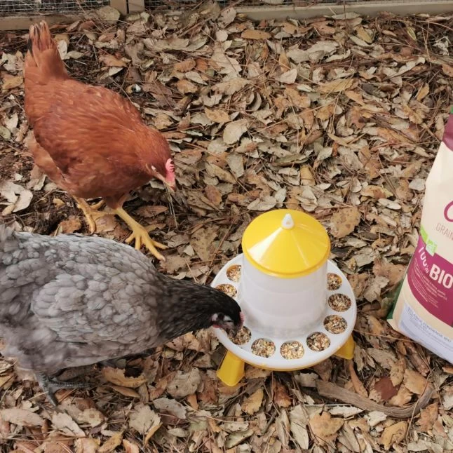 Gaun Mangeoire Poule à Pieds En Bioplastique Végétal Eco 2Kg 7 Gaun Mangeoire Poule à Pieds En Bioplastique Végétal Eco 2Kg – Image 5