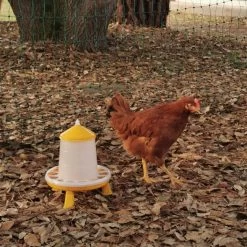 Gaun Mangeoire Poule à Pieds En Bioplastique Végétal Eco 2Kg 17 Gaun Mangeoire Poule à Pieds En Bioplastique Végétal Eco 2Kg -Poulailler Série Magasin mangeoire poule bioplastique avec poule