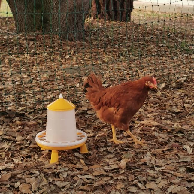 Gaun Mangeoire Poule à Pieds En Bioplastique Végétal Eco 2Kg 10 Gaun Mangeoire Poule à Pieds En Bioplastique Végétal Eco 2Kg – Image 8