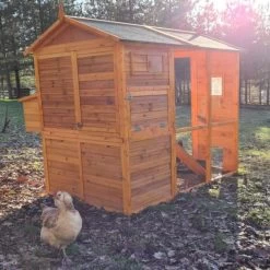 Poulailler Gaulois II Toit Shingle 6 à 10 Poules 21 Poulailler Gaulois II Toit Shingle 6 à 10 Poules -Poulailler Série Magasin poulailler gaulois ii 4 a 6 poules avec poules arriere