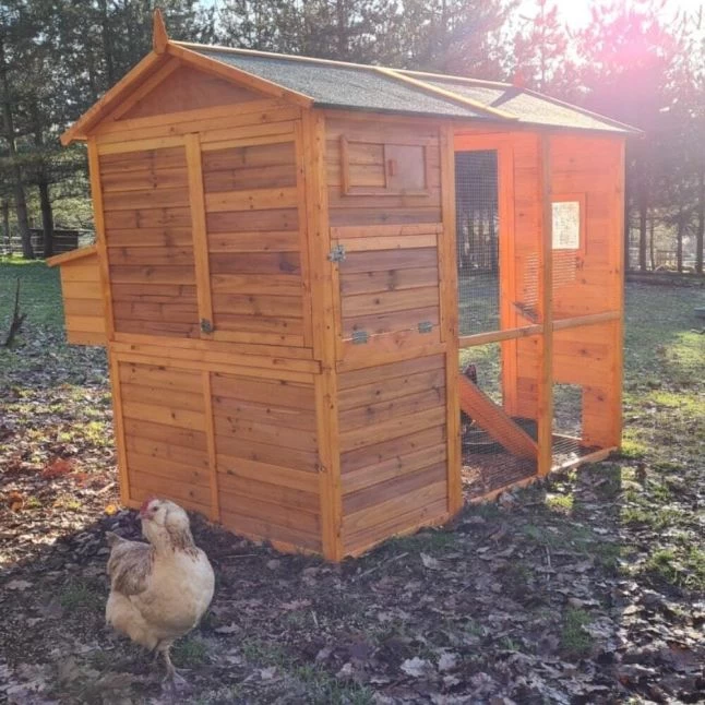 Poulailler Gaulois II Toit Shingle 6 à 10 Poules 9 Poulailler Gaulois II Toit Shingle 6 à 10 Poules – Image 7