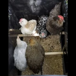 Poulailler Nestera Sur Pieds Taille M Plastique Recyclé 5 à 9 Poules 17 Poulailler Nestera Sur Pieds Taille M Plastique Recyclé 5 à 9 Poules -Poulailler Série Magasin poulailler plastique recycle nestera m interieur