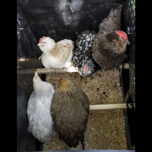 Poulailler Nestera Sur Pieds Taille M Plastique Recyclé 5 à 9 Poules 9 Poulailler Nestera Sur Pieds Taille M Plastique Recyclé 5 à 9 Poules – Image 7