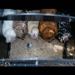 Poulailler Nestera Sur Pieds Taille S Plastique Recyclé 3 à 5 Poules 16 Poulailler Nestera Sur Pieds Taille S Plastique Recyclé 3 à 5 Poules -Poulailler Série Magasin poulailler plastique recycle nestera s interieur avec poules