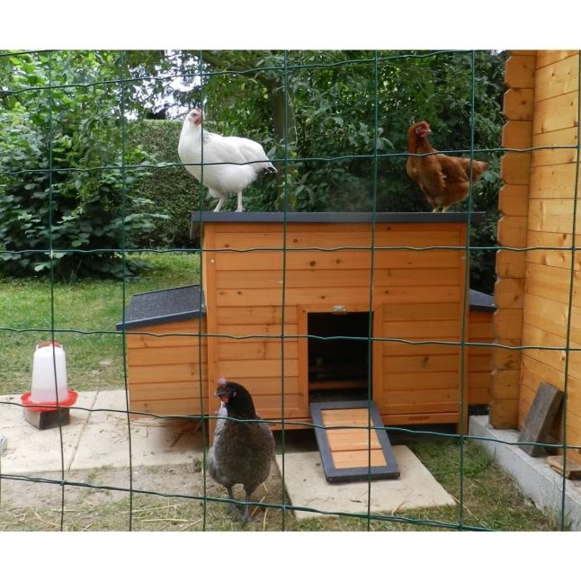 Poulailler Sussex XL Toit Shingle Noir Ouvrant 6 à 10 Poules Bois FSC 7 Poulailler Sussex XL Toit Shingle Noir Ouvrant 6 à 10 Poules Bois FSC – Image 5