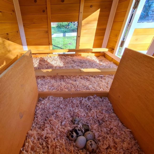 Poulailler Toit Renforcé M Toit Plastique 6 à 8 Poules 14 Poulailler Toit Renforcé M Toit Plastique 6 à 8 Poules – Image 12