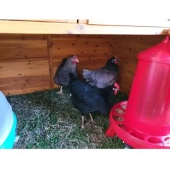 Poulailler Gournay Toit Shingle 10 à 12 Poules 19 Poulailler Gournay Toit Shingle 10 à 12 Poules -Poulailler Série Magasin poulailler gournay 10 a 12 poules toit shingle vue parc