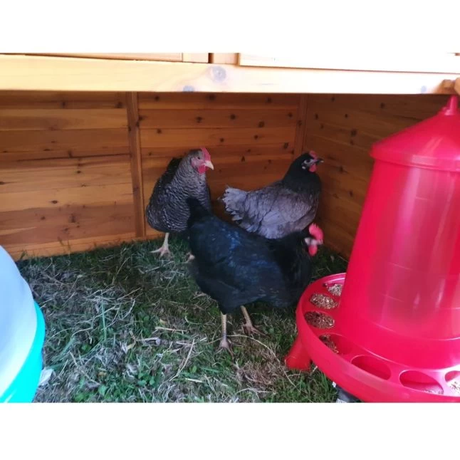 Poulailler Gournay Toit Shingle 10 à 12 Poules 8 Poulailler Gournay Toit Shingle 10 à 12 Poules – Image 6