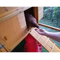 Poulailler Gournay Toit Shingle 10 à 12 Poules 20 Poulailler Gournay Toit Shingle 10 à 12 Poules -Poulailler Série Magasin poulailler gournay 10 a 12 poules toit shingle vue poule