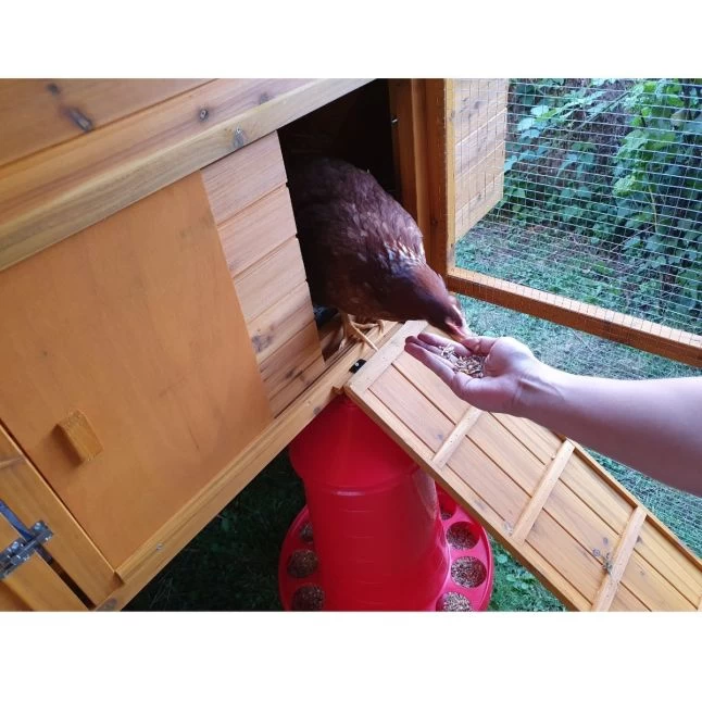 Poulailler Gournay Toit Shingle 10 à 12 Poules 9 Poulailler Gournay Toit Shingle 10 à 12 Poules – Image 7