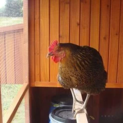 Poulailler Marans Toit Shingle 15 à 18 Poules 17 Poulailler Marans Toit Shingle 15 à 18 Poules -Poulailler Série Magasin poulailler marans vue interieur