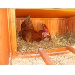 Poulailler Marans Toit Shingle 15 à 18 Poules 19 Poulailler Marans Toit Shingle 15 à 18 Poules -Poulailler Série Magasin poulailler marans vue interieur pondoir