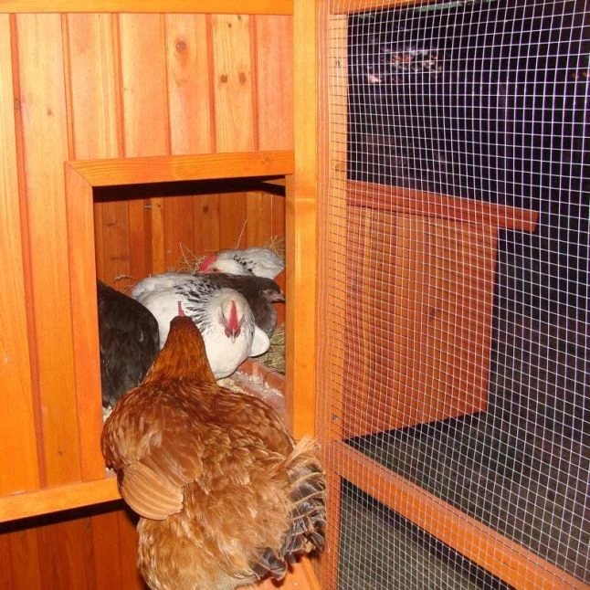 Poulailler Marans Toit Shingle 15 à 18 Poules 8 Poulailler Marans Toit Shingle 15 à 18 Poules – Image 6