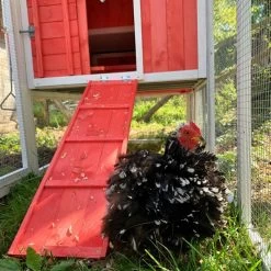 Poulailler Ardennais 6 à 8 Poules Toit Shingle 22 Poulailler Ardennais 6 à 8 Poules Toit Shingle -Poulailler Série Magasin poule dans parc poulailler ardennais