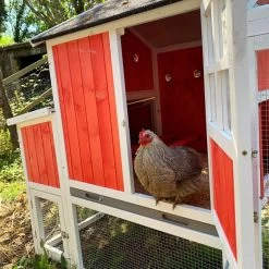 Poulailler Ardennais 6 à 8 Poules Toit Shingle 19 Poulailler Ardennais 6 à 8 Poules Toit Shingle -Poulailler Série Magasin poule dans poulailler ardennais